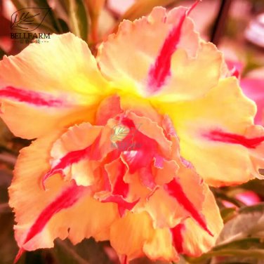 Rare BELLFARM Adenium Light Orange Double Petals Rose Bonsai 'Seeds' 2 pcs