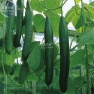 Rare BELLFARM Greenhouse Cucumber Dark Green Long Vegetables, 300pcs