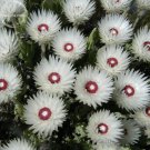 Rare Syncarpha Vestita Cape Slow a Cluster of White Flower  5 Seeds