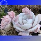 Rare Echeveria Laui Succulent Plant, 5 Seeds, Light Pink Petals with long light pink