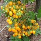 Rare 'Qiyu' Golden Cherry Tomato Seeds, 100 seeds,
