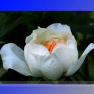 Rare White Peony Flower 'Bai Niang Zi' Seeds, Professional Pack, 5 Seeds