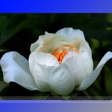Rare White Peony Flower 'Bai Niang Zi' Seeds, Professional Pack, 5 Seeds