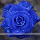 Rare 1 Professional Pack, 50 seeds / pack, New Wild Blue Rose Plant Seed
