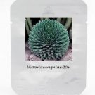 Rare 1 Professional Pack, 20 seeds / pack, Agave Victoriae-Reginae Seed