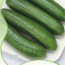 Rare 10 Original Packs, 6 seeds / pack, Cucumis Sativus Linn