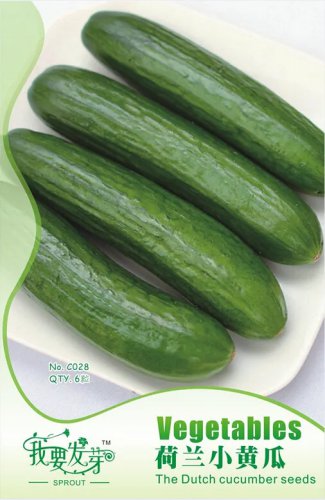 Rare 10 Original Packs, 6 seeds / pack, Cucumis Sativus Linn