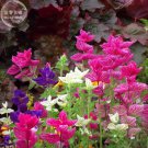 Rare Clary Salvia Mixed (Red, Blue) Flower Seeds, professional pack, 30 Seeds