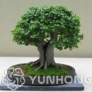 Rare 30 PCS Chinese Elm Bonsai Tree Plant Seeds