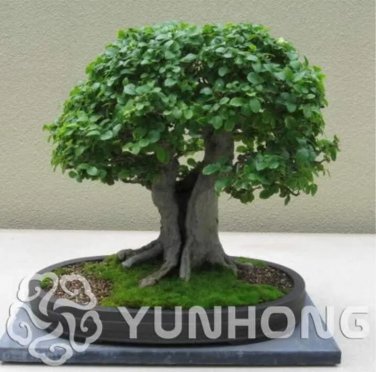 Rare 30 PCS Chinese Elm Bonsai Tree Plant Seeds