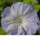 Rare Japan White with Purple Spot Morning Glory Annual Large Flower 10 Seeds