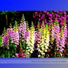 Rare Digitalis Purpurea Mixed Foxgloves Perennial Flower Seeds, Professional Pack, 5,000 Seeds
