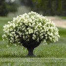 Rare Heirloom Bonsai White Petunia Flower Seeds, Professional Pack, 100 Seeds