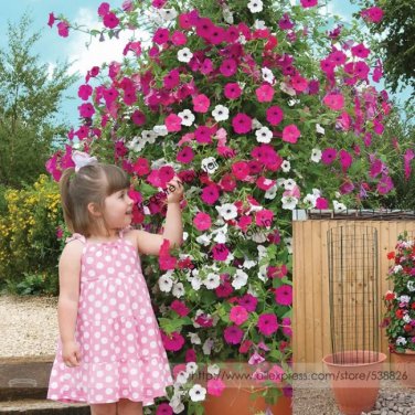 Rare Hanging Petunia Mixed (Pink White Red Light pink Rose red Purple Dark red) 200 Seeds