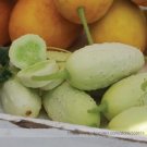 Rare Cucumber Bilyy Anhel-White Angel Organic Vegetable Seeds, Professional Pack, 20 Seeds