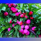 Rare Pink Plum Shrub Fruit Seeds, Professional Pack, 10 Seeds