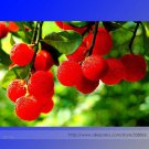 Rare Hangzhou Fresh Red Waxberry Hybrid Fruit Seeds, Professional Pack, 10 Seeds