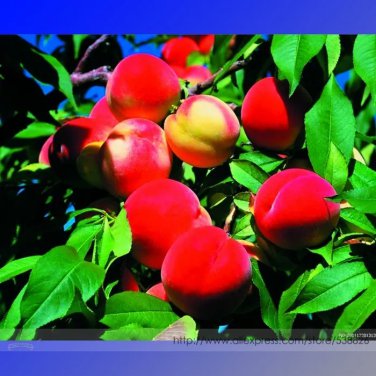 Rare Heirloom Middle-sized Nectarine Smooth-skinned Peach Fruit Seeds, Professional Pack, 2 Seeds