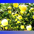 Rare Heirloom Yellow Apple Fruit with Red Stripe Shrub Tree Seeds, Professional Pack, 10 Seeds
