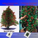 Rare Italian Giant Tomato Tree Seeds 100+ & Red Climbing Strawberry Seeds