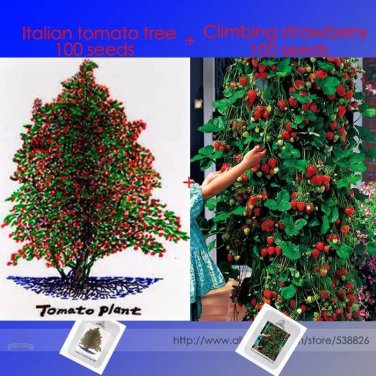 Rare Italian Giant Tomato Tree Seeds 100+ & Red Climbing Strawberry Seeds