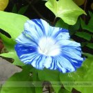 Rare Japan Takii White Blue Stripe Morning Glory Perennial Flower 50 Seeds