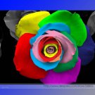 Rare 'Outer Space' Rose Shrub Flower Seeds, Professional Pack, 50 Seeds
