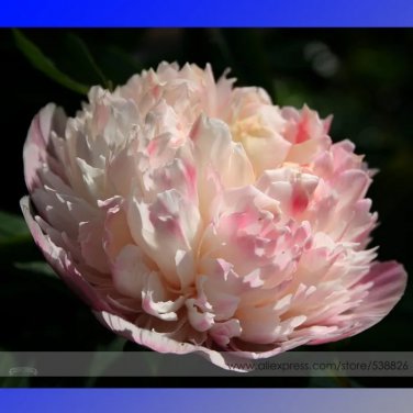 Rare New Variety Multi-petalled Light Pink Tree Peony Flower 5 Seeds