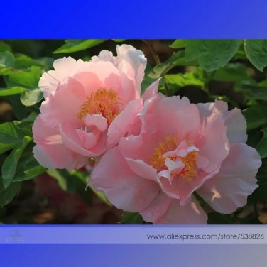 Rare New 'Lan Yutian' Pink Peony Flower Seeds, Professional Pack. 5 Seeds