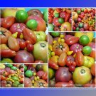 Rare Super Surprise Mix Tomato Seeds, Professional Pack, 100 Seeds