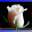 Rare Fleshcolor European Rose Flower Seeds, Professional Pack, 50 Seeds