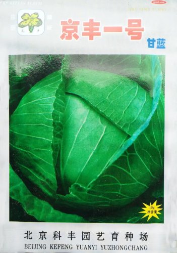 Rare Heirloom Vegetable Garden Cabbage 'Jing Feng F1' 1200 Seeds