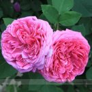 Rare Pink Damask Rose Bush Flower Seeds, Professional Pack, 50 Seeds