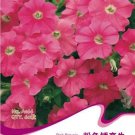 Rare 1 Original Pack, 60 seeds / pack, Pink Petunia Bright Color Rare Seed