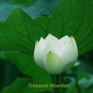 Rare -1 Professional Pack, 1 seed / pack, Purely White Nelumbo Nucifera China Beautiful Lotus
