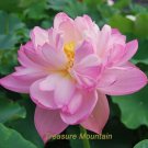 Rare 1 Professional Pack, 1 seed / pack, Nymphaea Eldorado Asian Pink Lotus Pad Flower