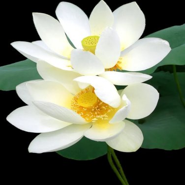 Rare 1 Professional Pack, 40 Seeds / Pack, White Nelumbo Nucifera Lotus ''Leng Ku'' Water Lily