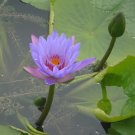 Rare 1 Professional Pack, 40 Seeds / Pack, Purple Nymphaea Caerulea Asian Water Lily Pad