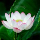 Rare 1 Professional Pack, 40 Seeds / Pack, New Fresh Nelumbo Nucifera Little Red Lotus Seeds