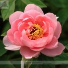 Rare Heirloom 'Pink King's' Double Slippy Peony Flower Seeds, Al Pack, 5 Seeds+