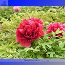 Rare Heirloom Luoyang 'Huang Wang' Dark Red Double 5 seeds