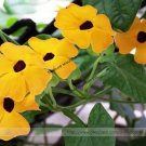 Rare Yellow Orange White 'Dream' Morning Glory Climbing Annual Flower 10 seeds