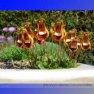 Rare Calceolaria Uniflora Rare Perennial Flower 30 Seeds