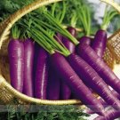 Rare 'Haze' Purple Carrot Vegetable 100 Seeds