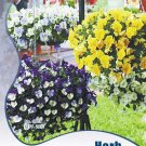 Rare Hanging Pansy Mixed White Yellow Purple Bonsai 20 Seeds