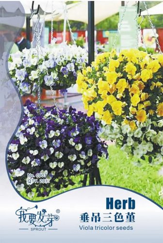 Rare Hanging Pansy Mixed White Yellow Purple Bonsai 20 Seeds