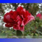 Rare Dark Red Tree Peony Flower 'Fengzi' 5 Seeds
