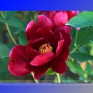 Rare Dark Red Monopetalous Louyang Peony Flower 5 Seeds