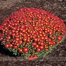 Rare Edana Red Chrysanthemum Plant Flower 50 Seeds