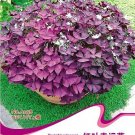 Rare 1 Original Pack, 2 seeds / pack, Red Woodsorrel Oxalis Corymbosa Flower Seed